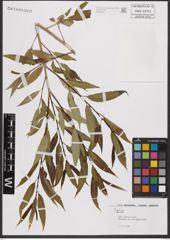 Foto von Salix L.
